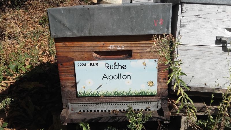 La ruche Apollon