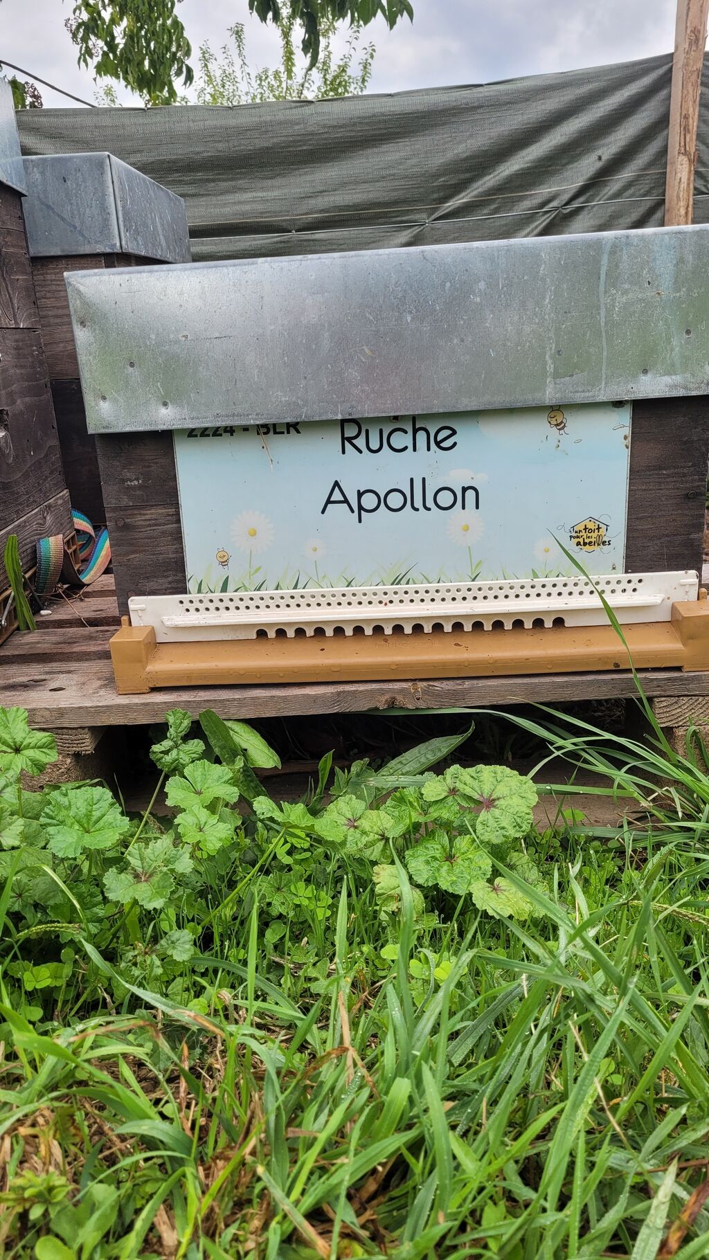 La ruche Apollon