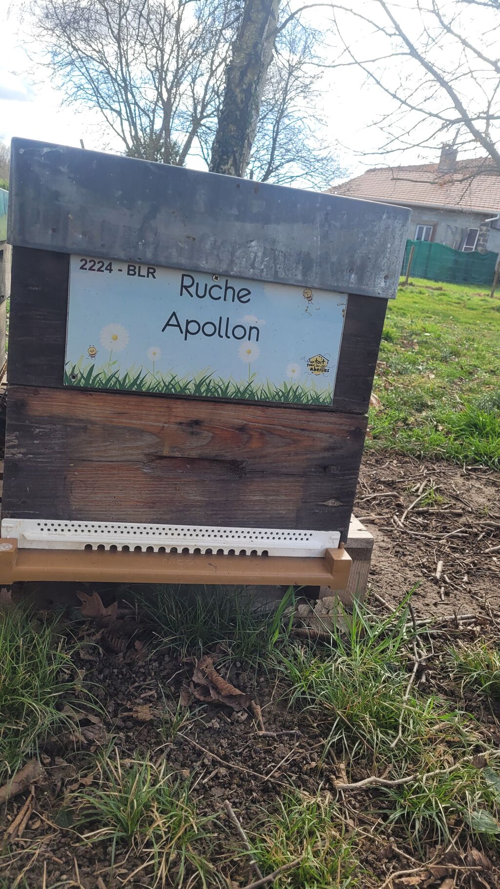 La ruche Apollon