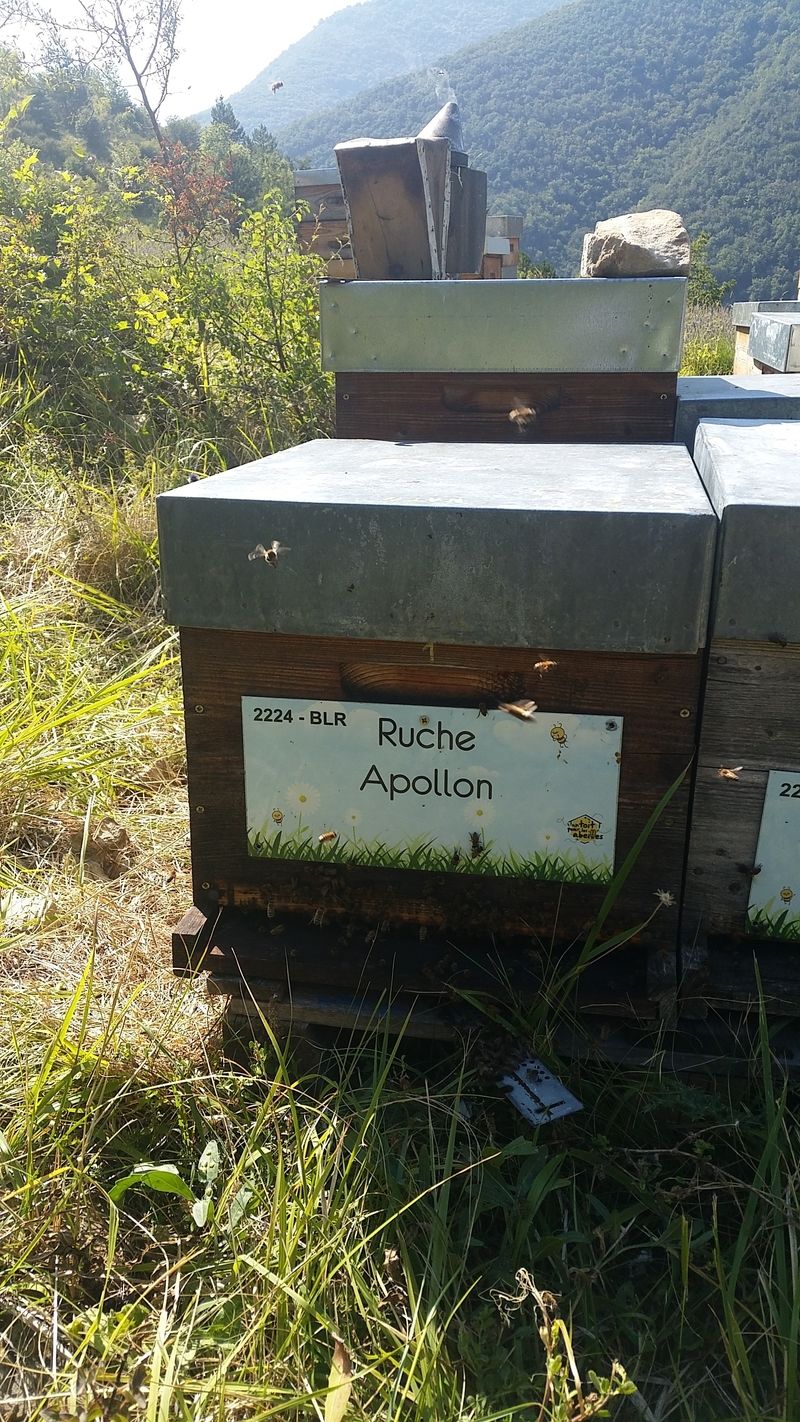 La ruche Apollon