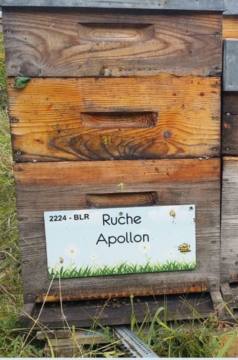 La ruche Apollon