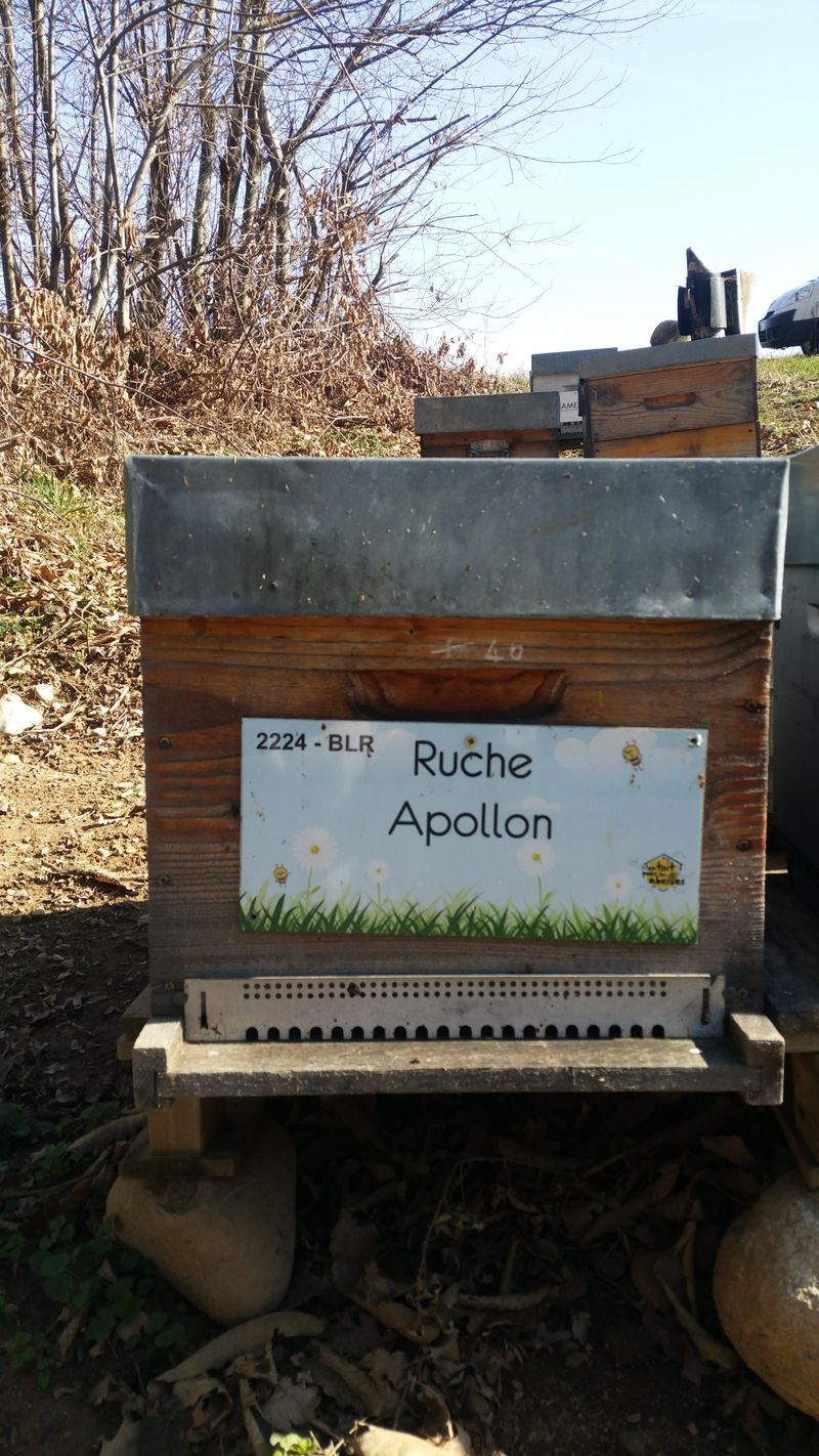La ruche Apollon