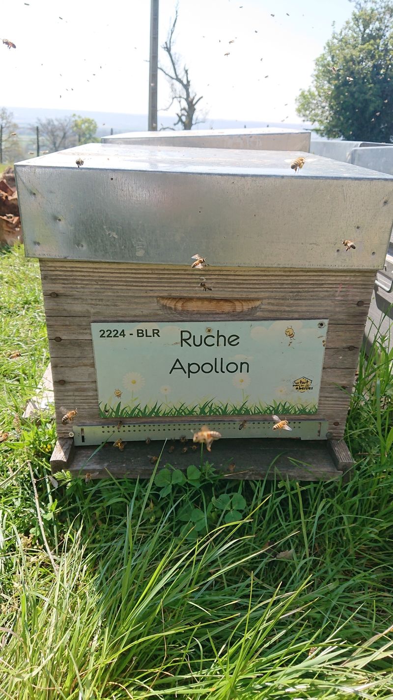 La ruche Apollon