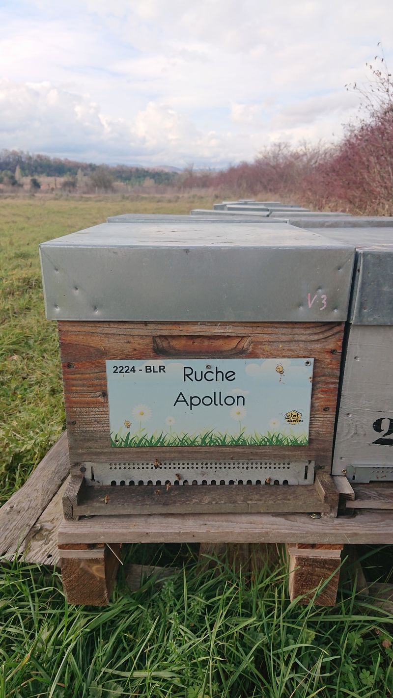 La ruche Apollon