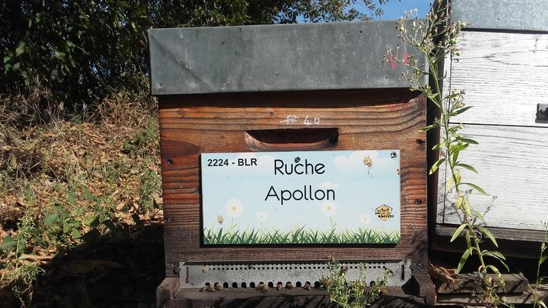 La ruche Apollon