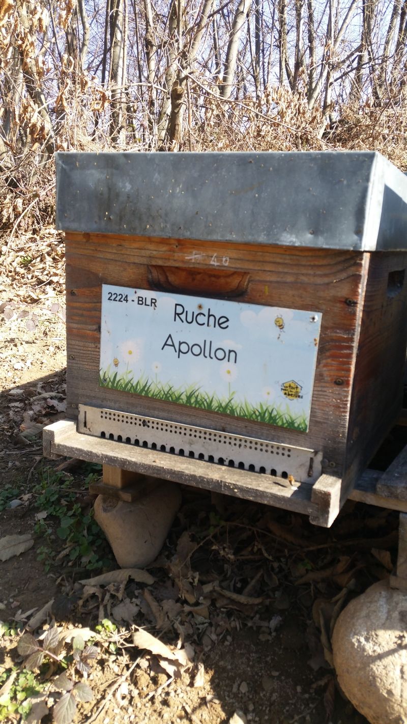 La ruche Apollon