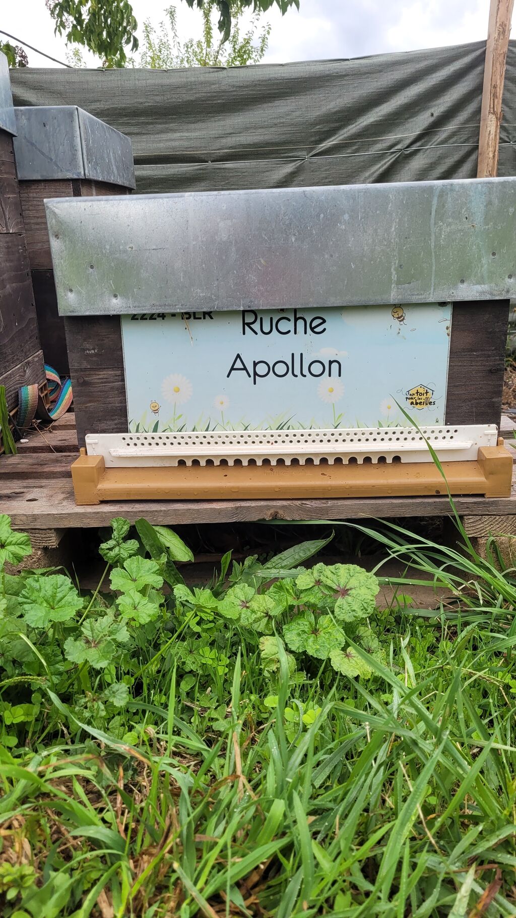 La ruche Apollon