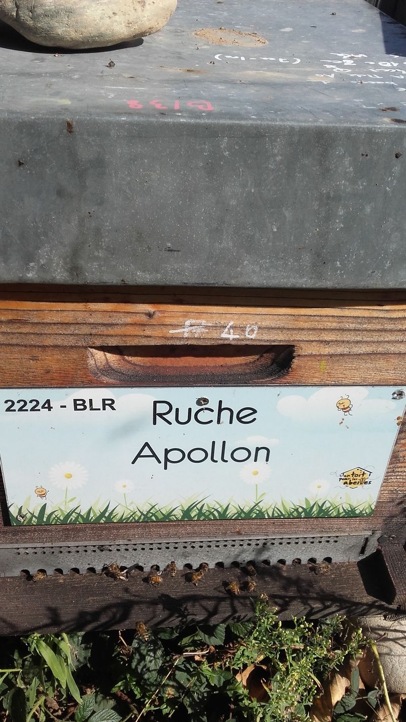 La ruche Apollon