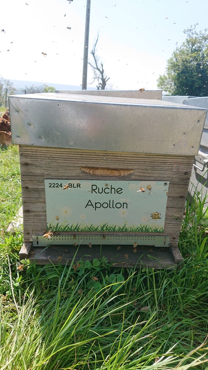 La ruche Apollon