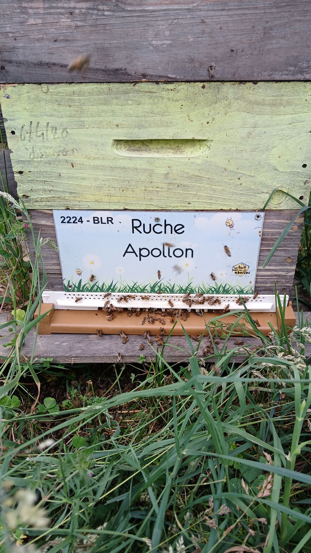 La ruche Apollon
