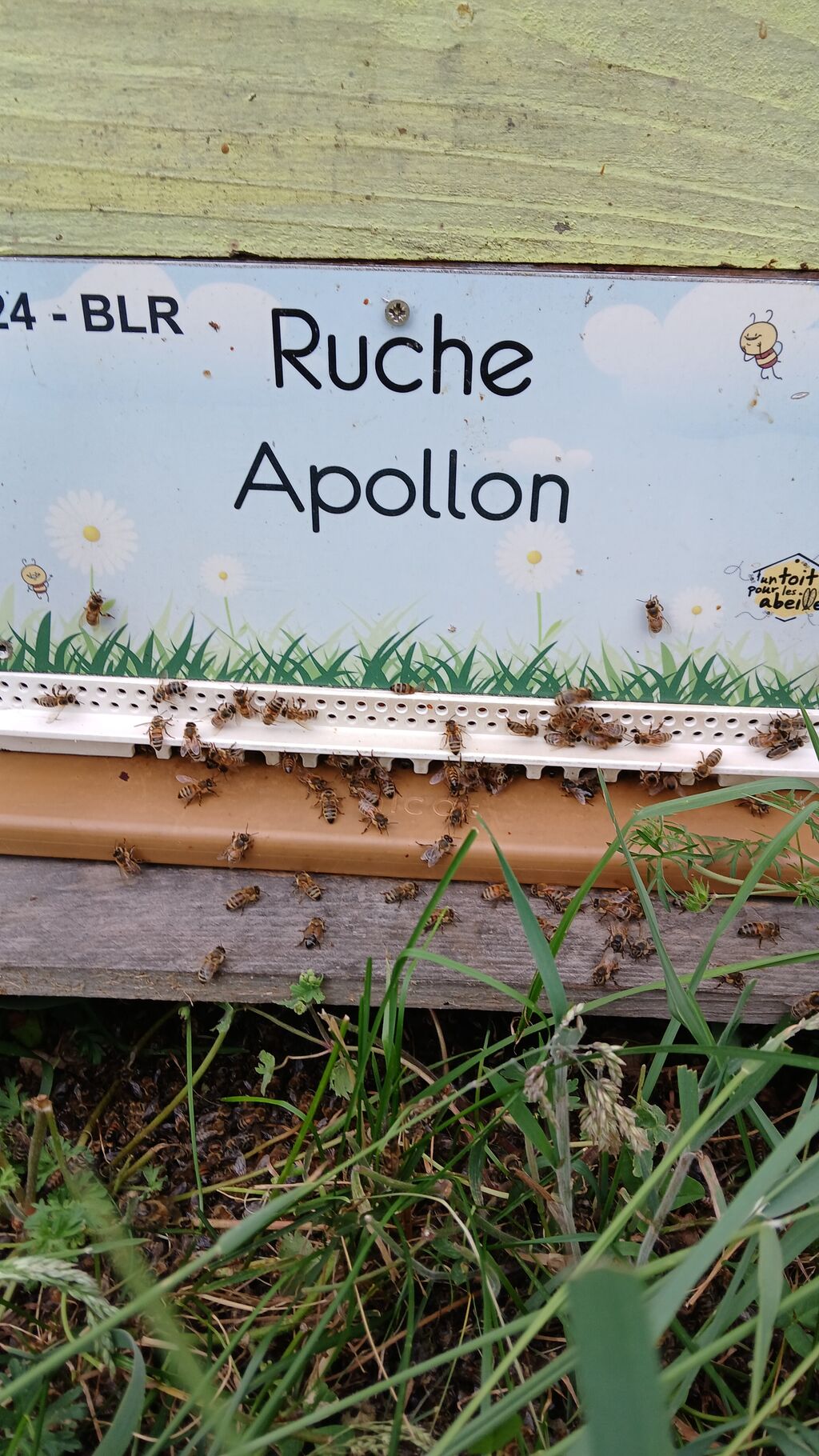 La ruche Apollon