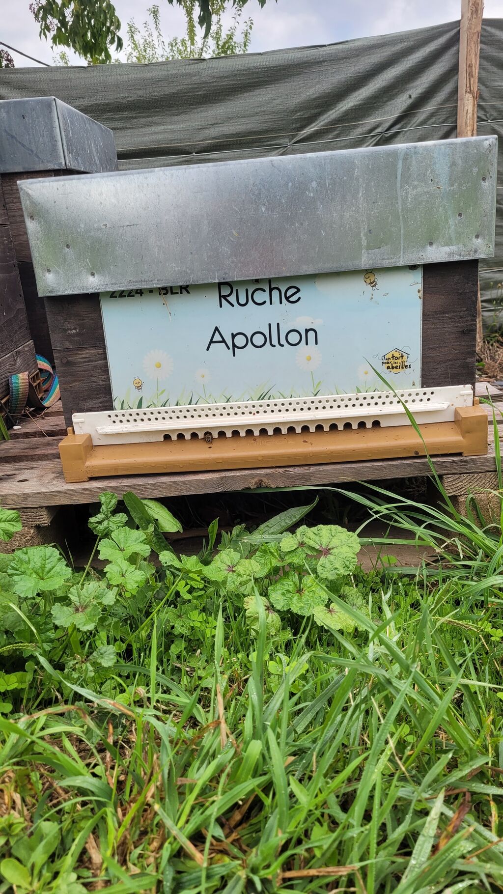 La ruche Apollon