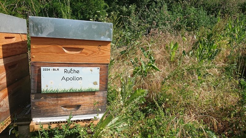 La ruche Apollon