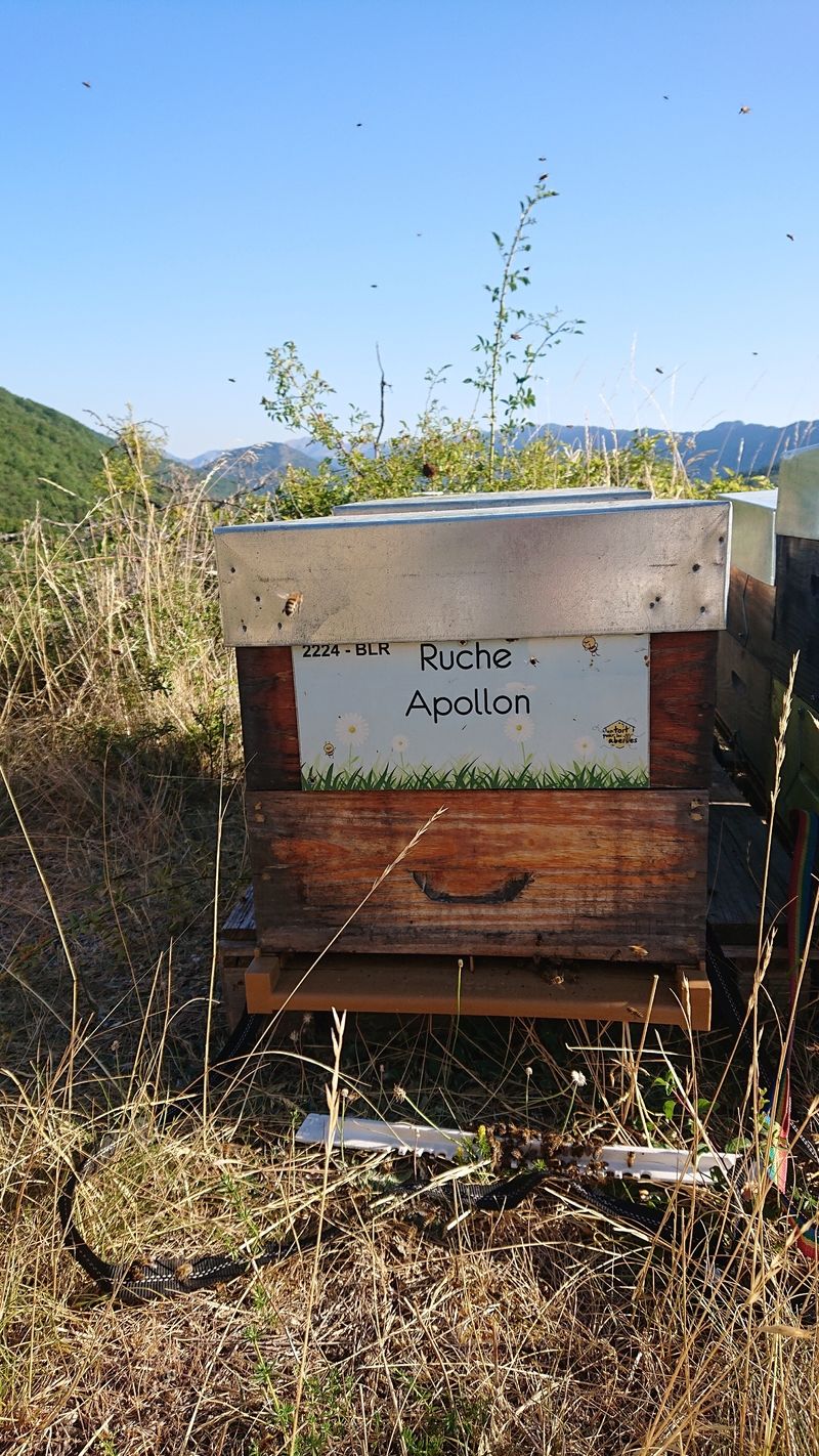 La ruche Apollon