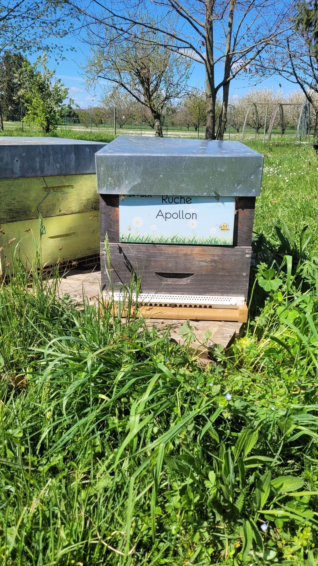 La ruche Apollon