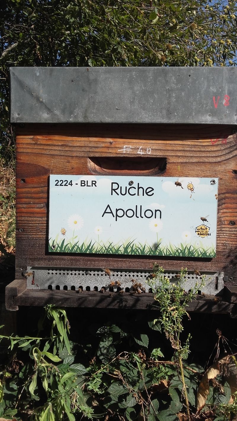 La ruche Apollon