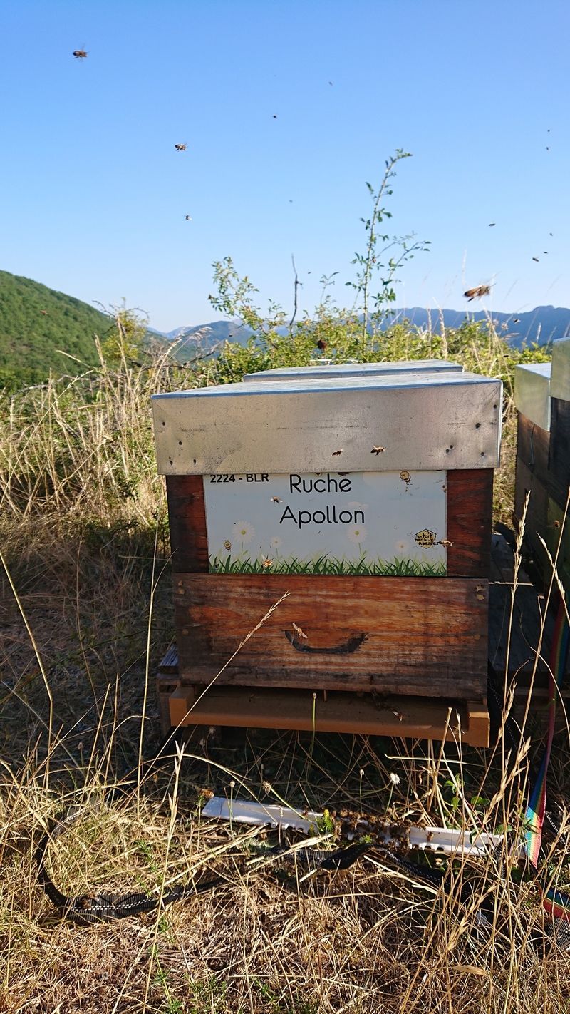 La ruche Apollon