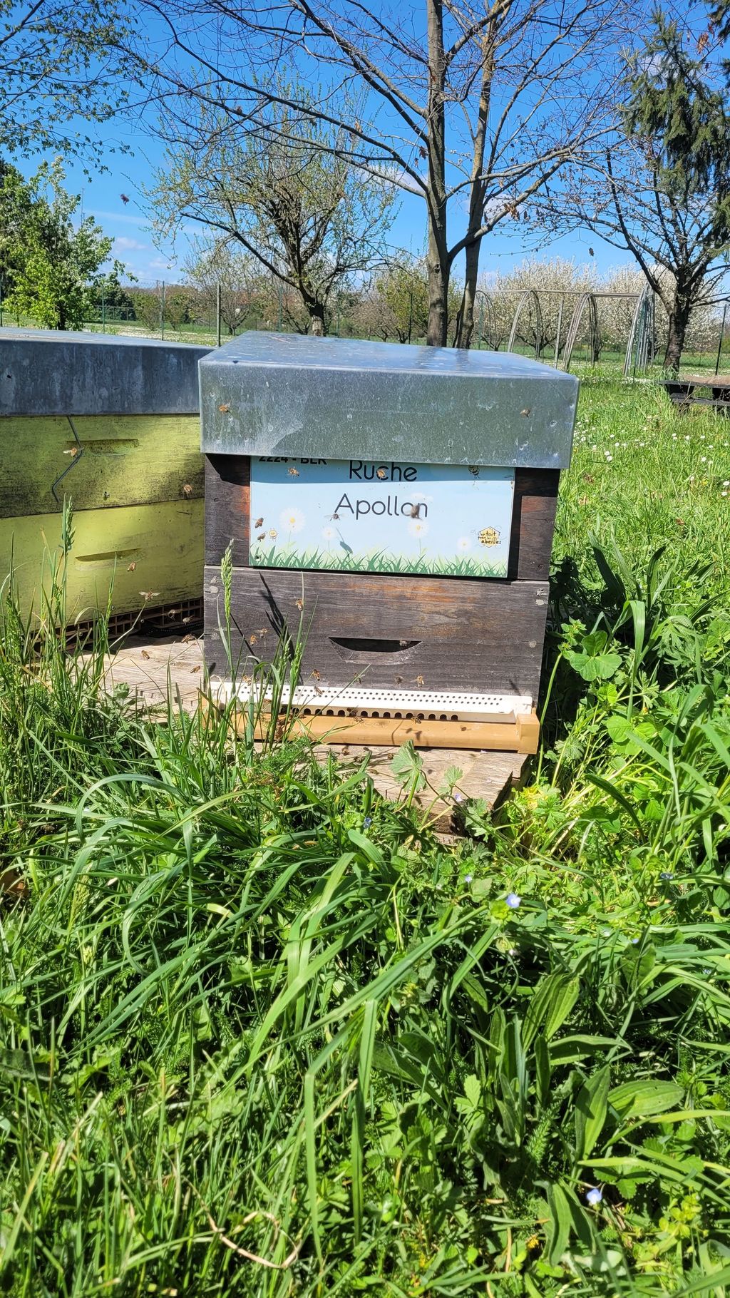 La ruche Apollon