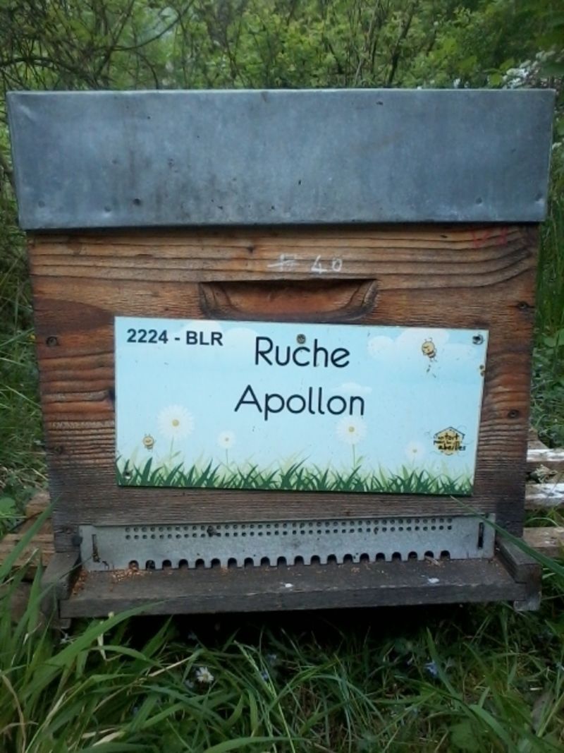 La ruche Apollon
