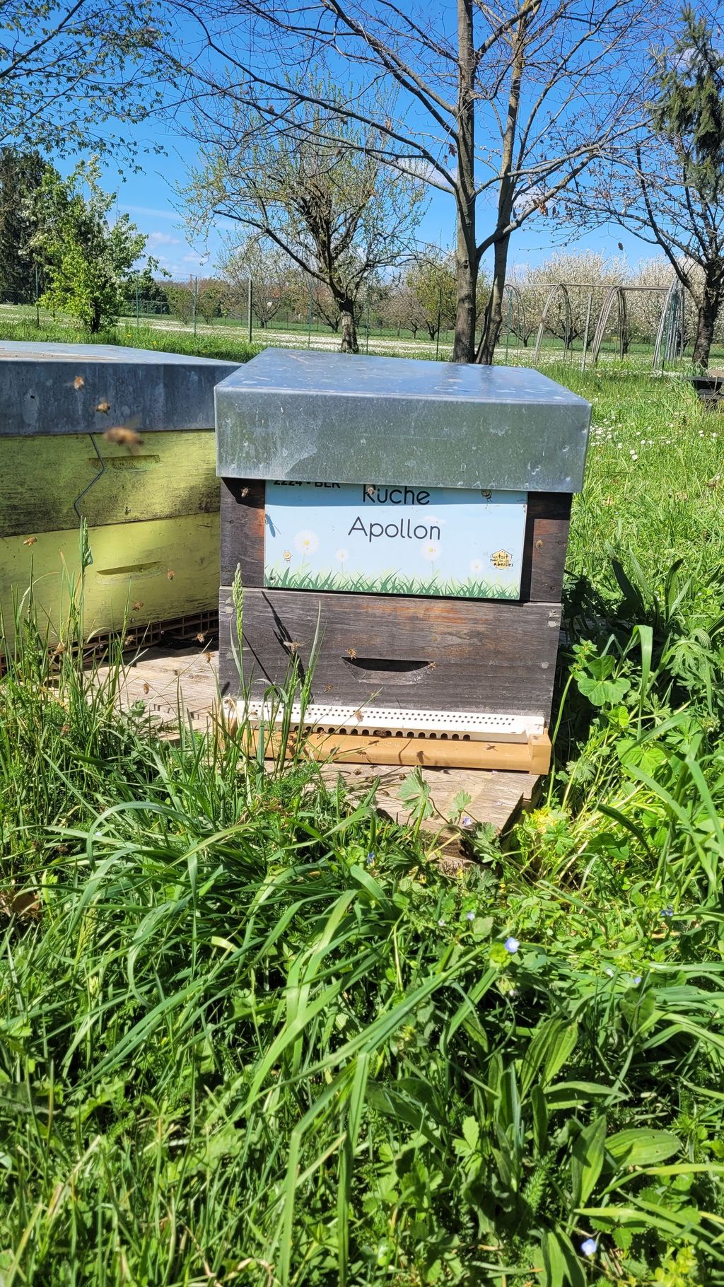 La ruche Apollon