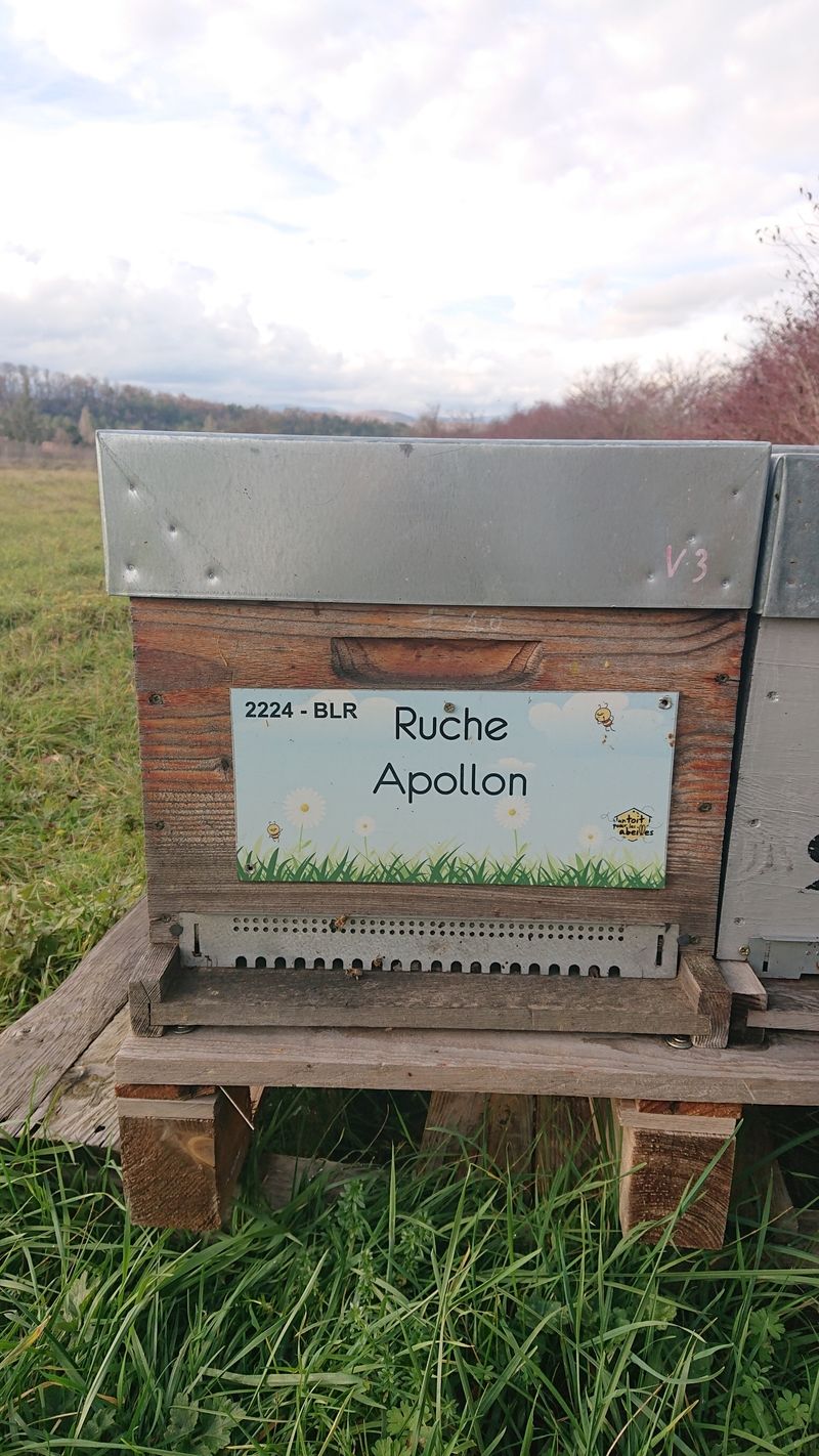 La ruche Apollon