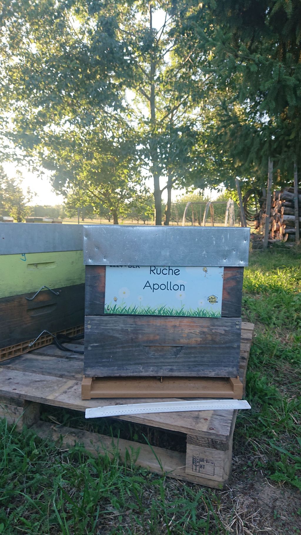 La ruche Apollon