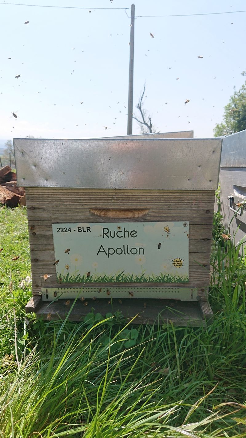 La ruche Apollon