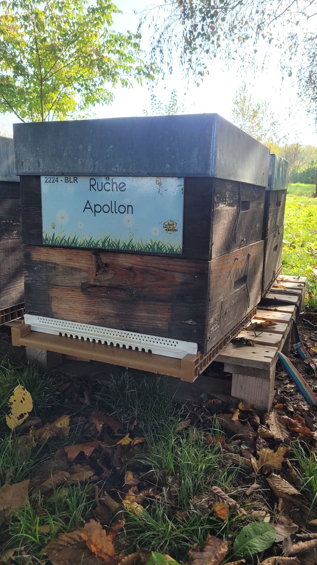 La ruche Apollon