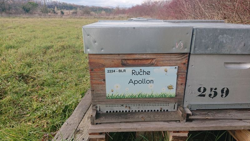 La ruche Apollon