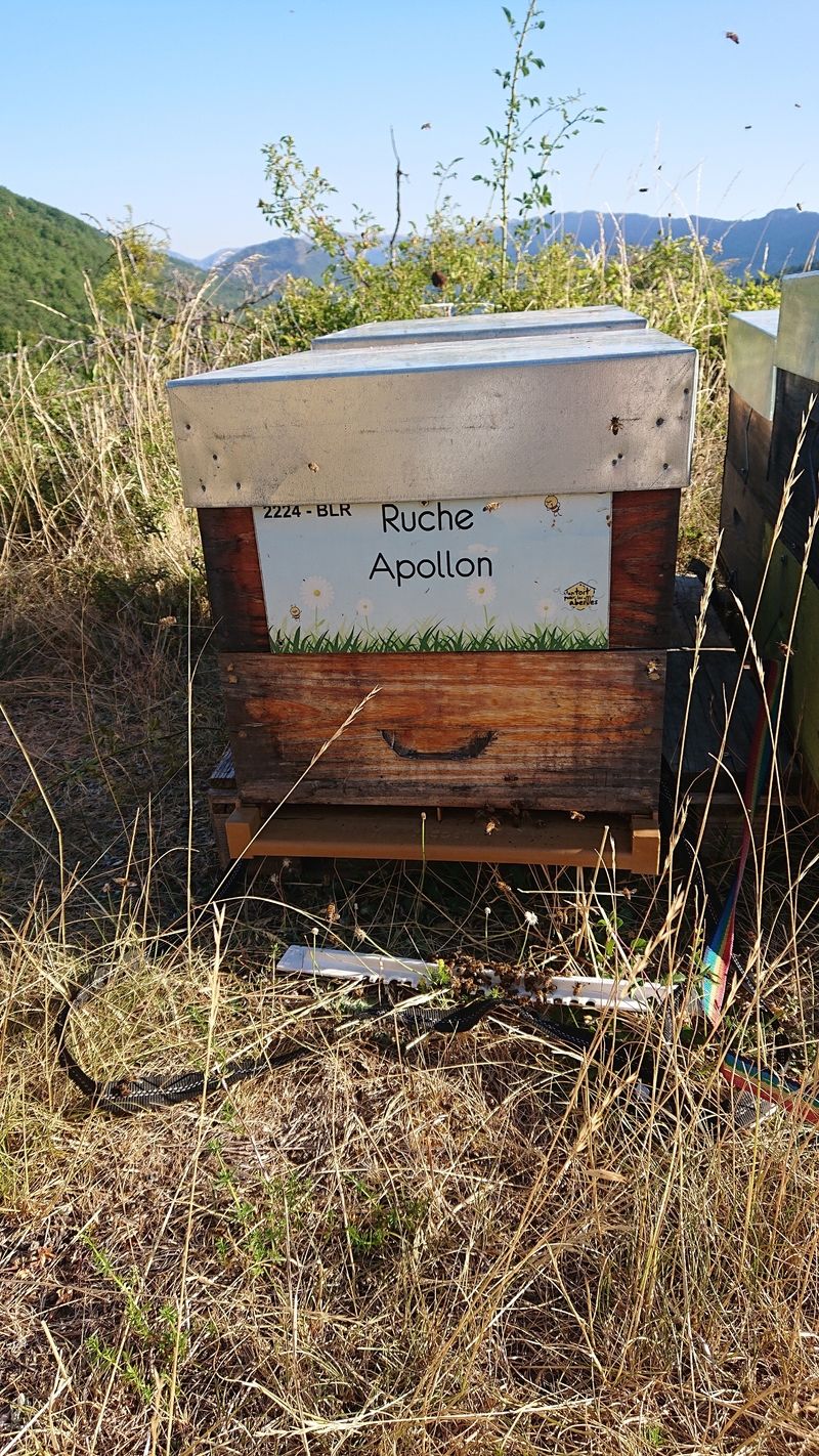 La ruche Apollon
