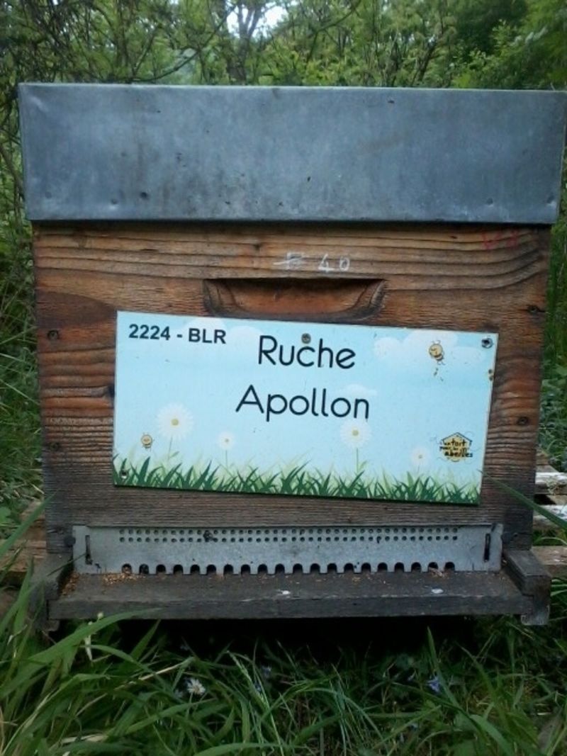 La ruche Apollon