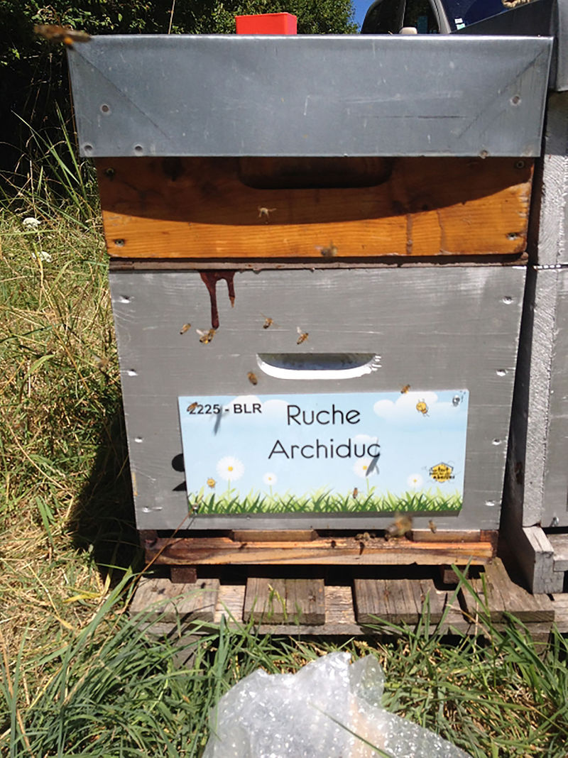 La ruche Archiduc