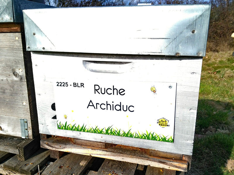 La ruche Archiduc