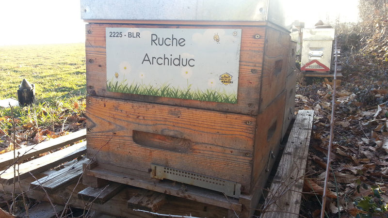La ruche Archiduc