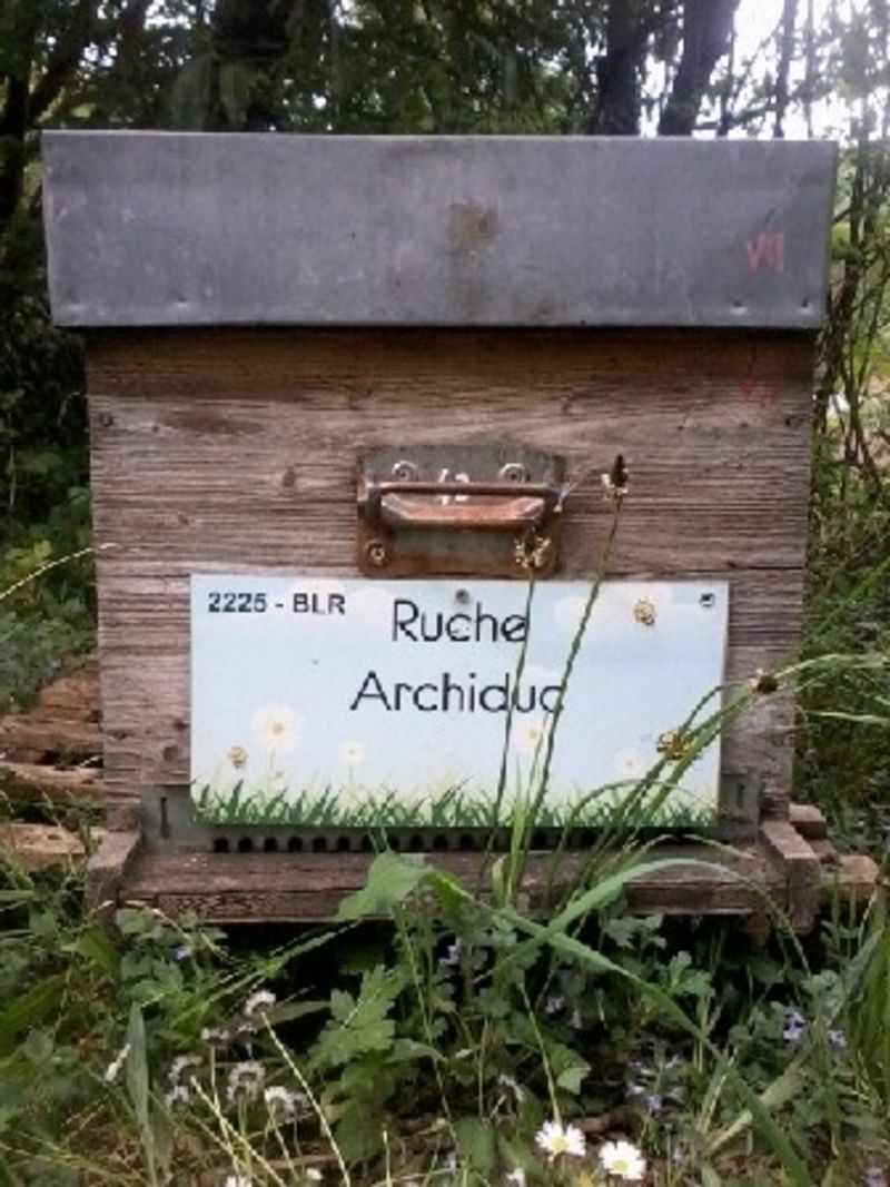 La ruche Archiduc