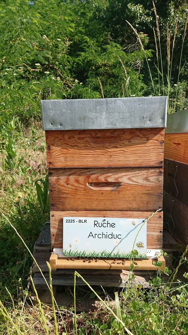 La ruche Archiduc