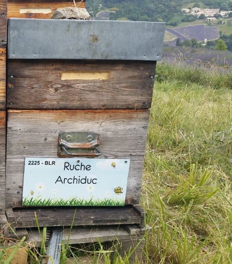 La ruche Archiduc