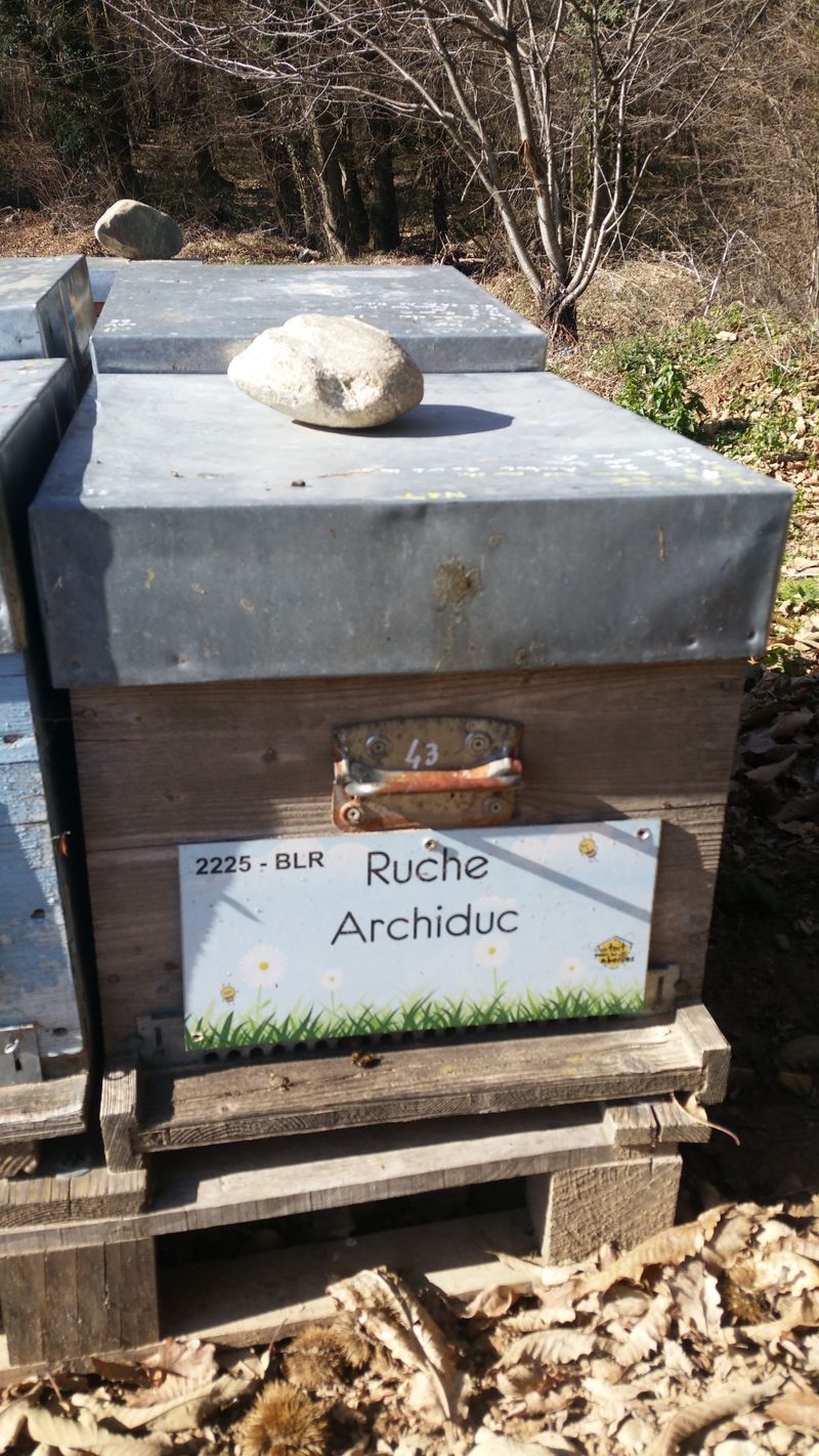 La ruche Archiduc