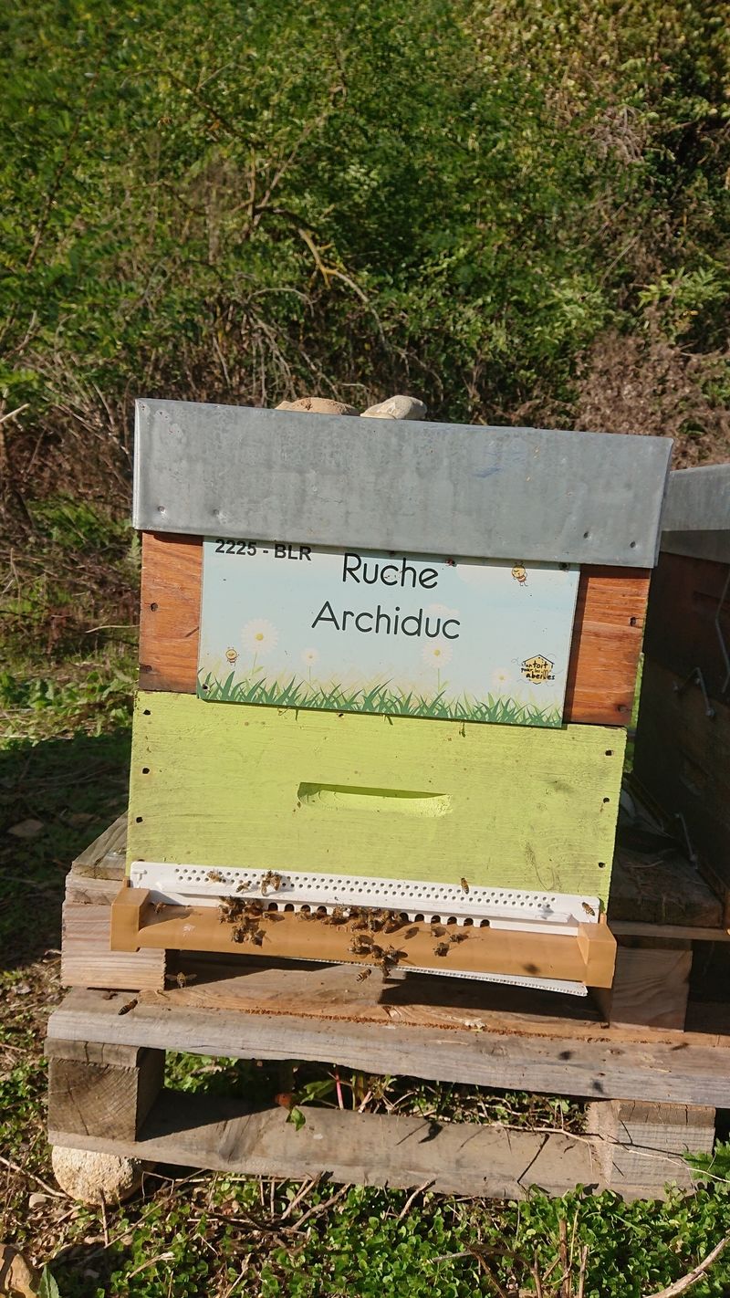 La ruche Archiduc