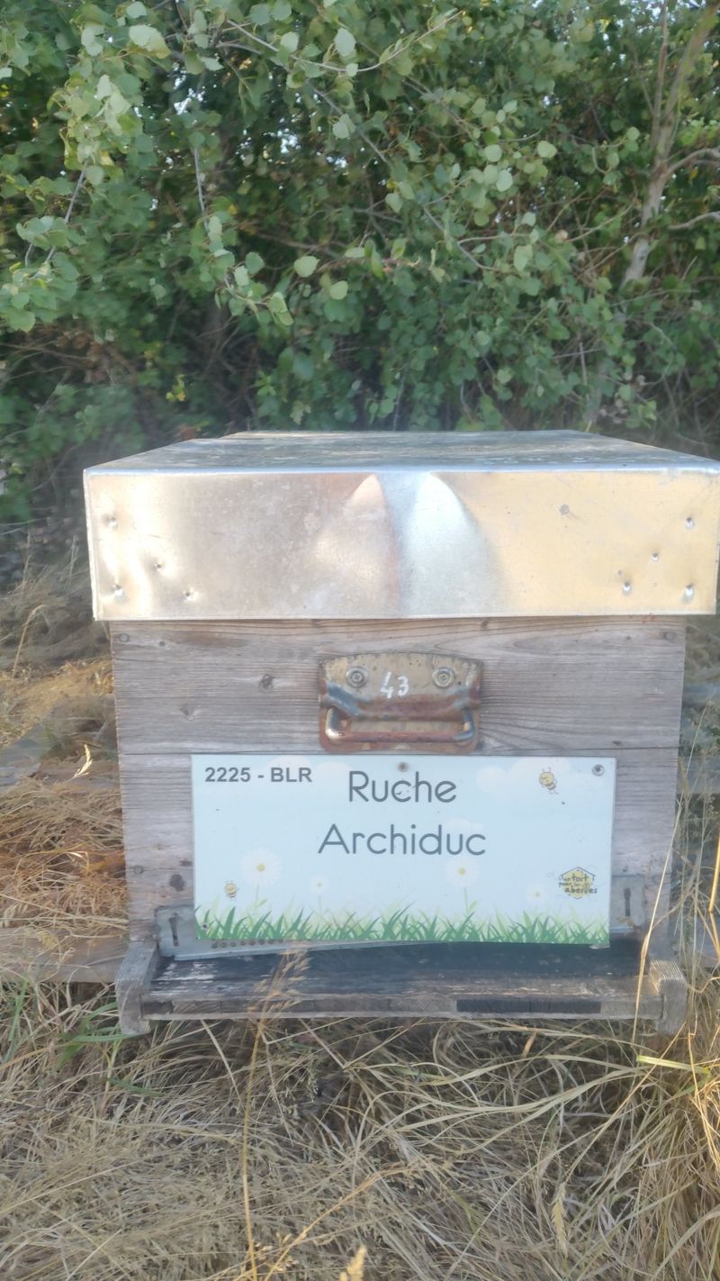 La ruche Archiduc
