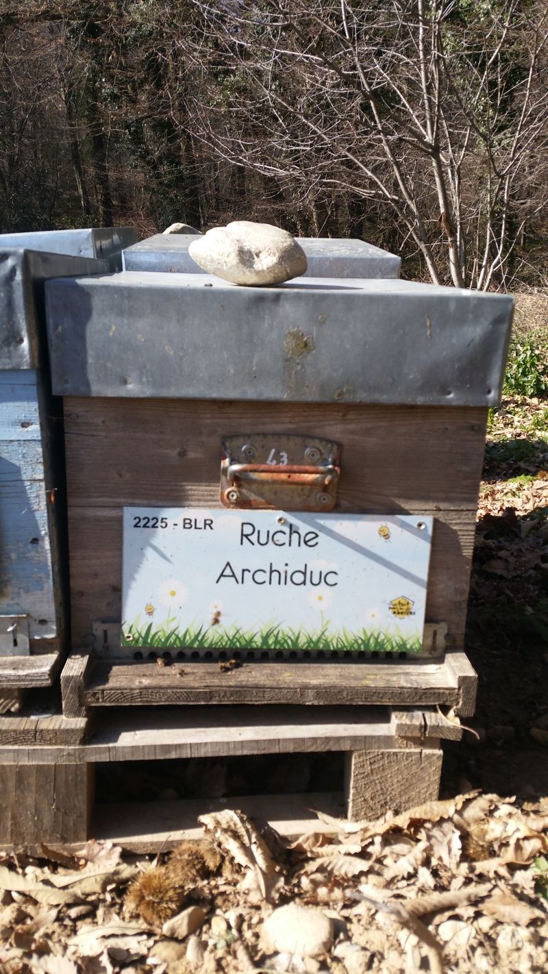 La ruche Archiduc