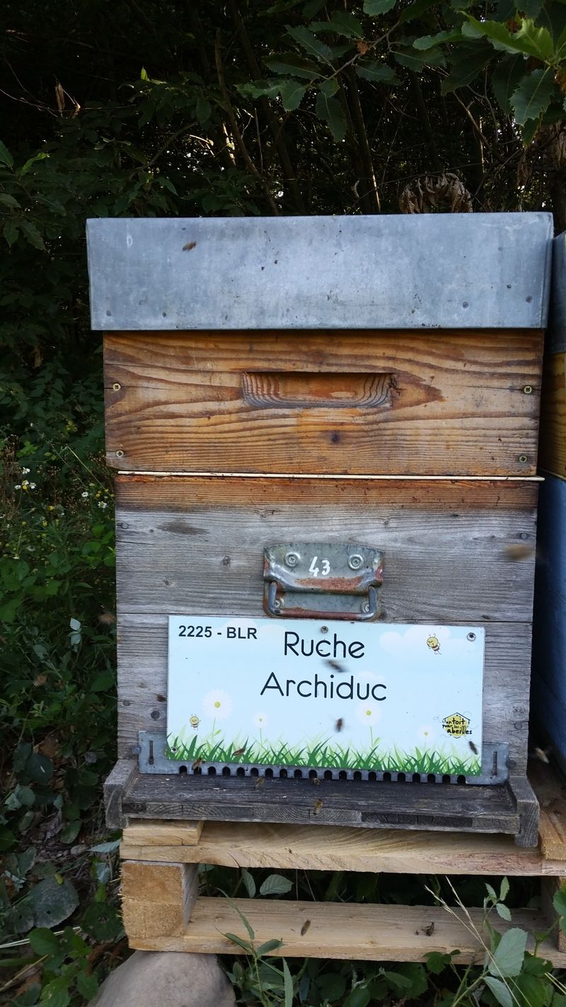 La ruche Archiduc