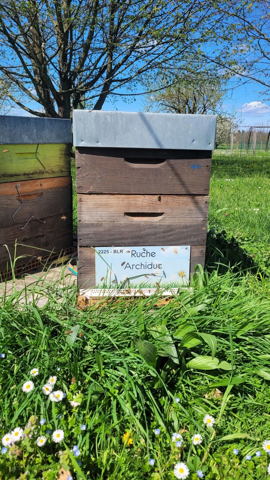 La ruche Archiduc