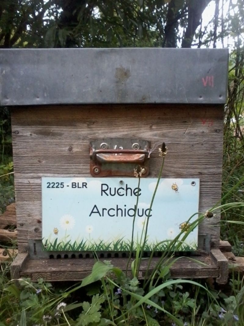 La ruche Archiduc