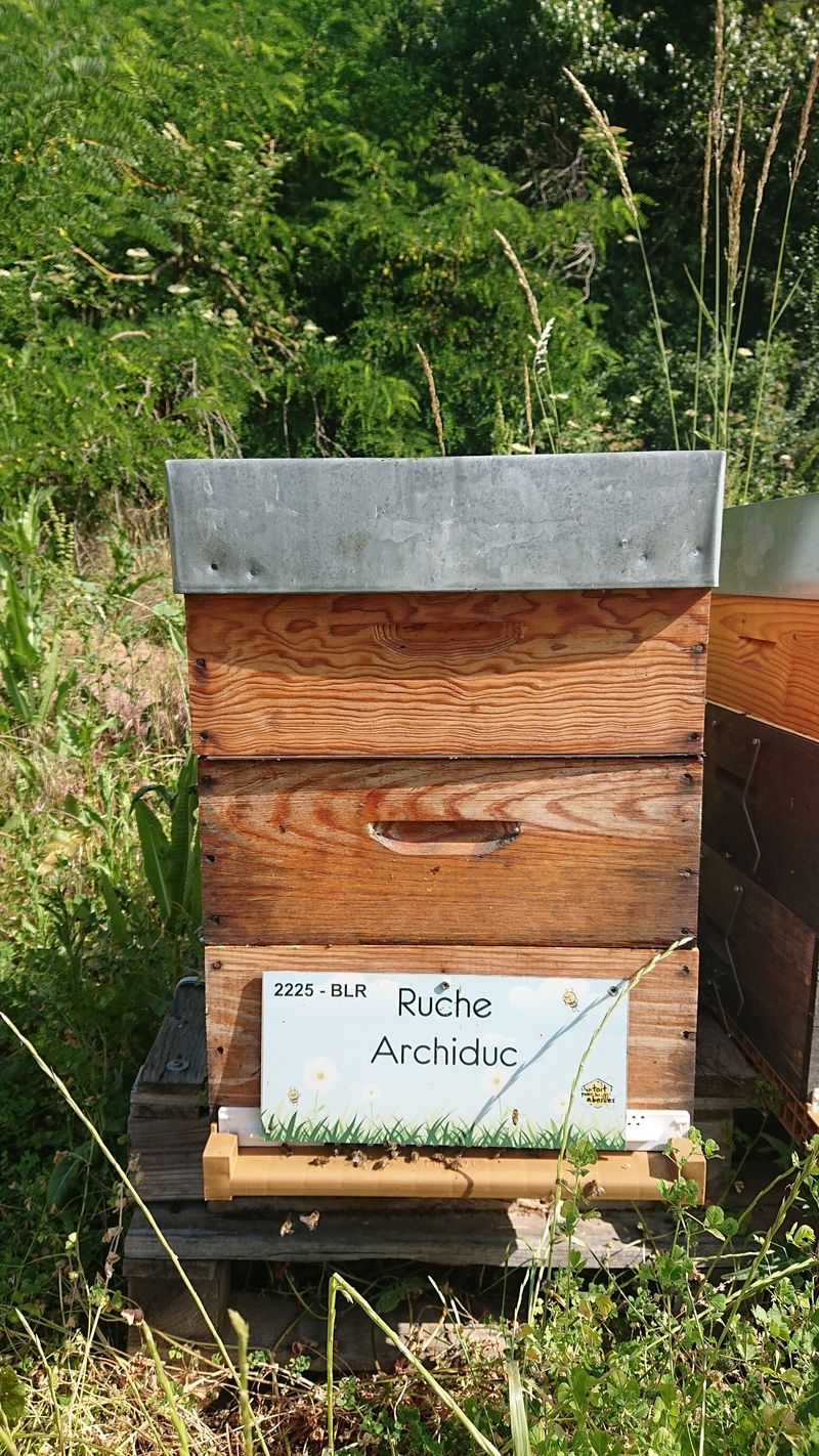 La ruche Archiduc