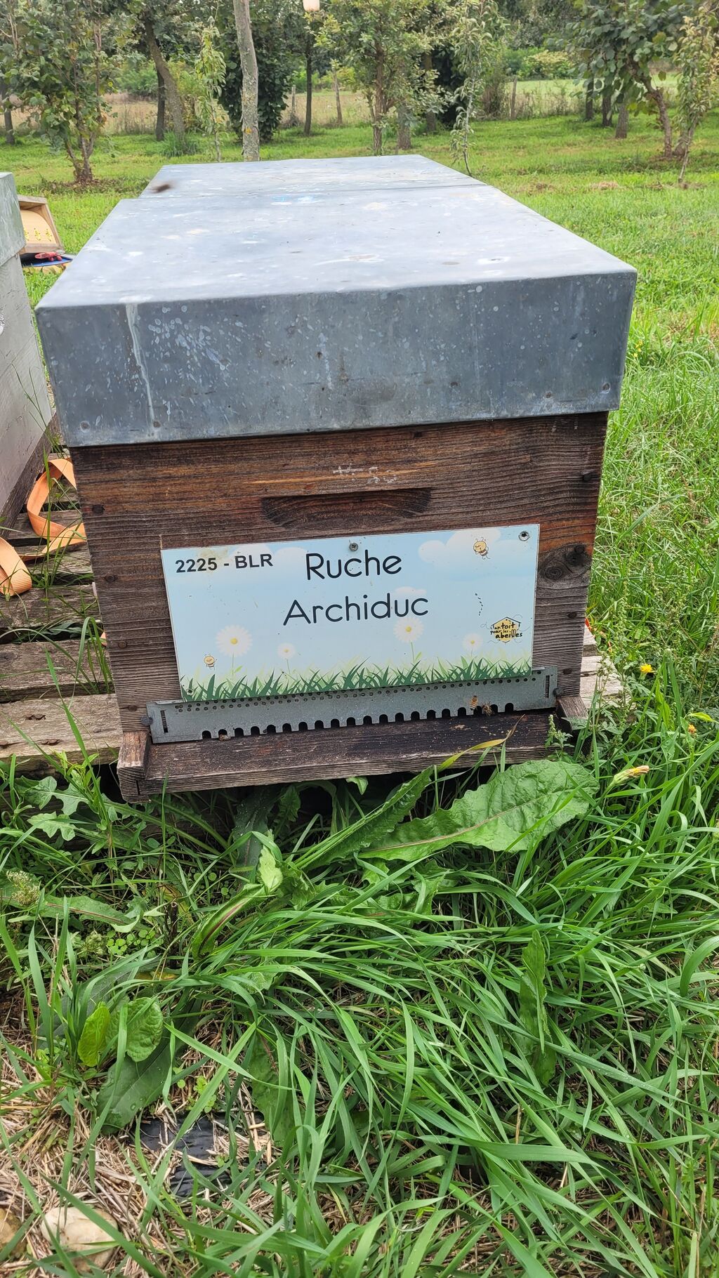 La ruche Archiduc