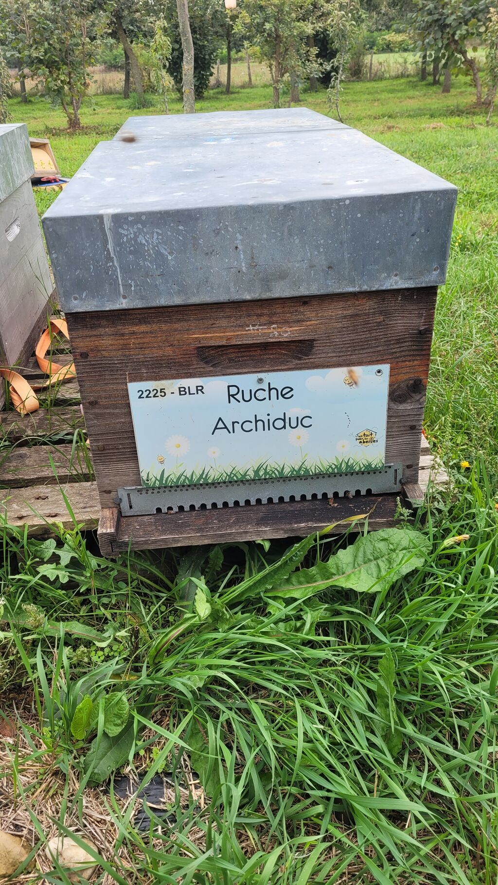 La ruche Archiduc