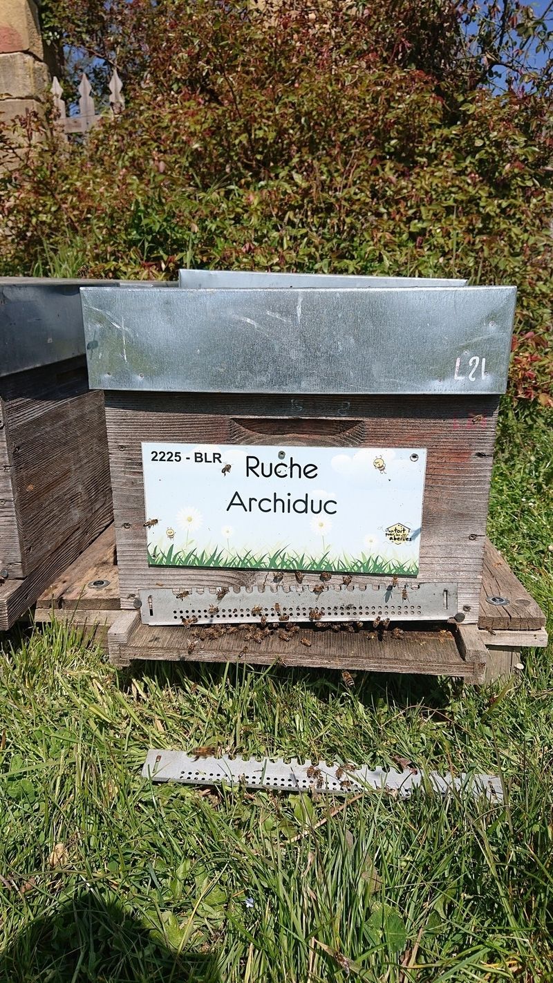 La ruche Archiduc