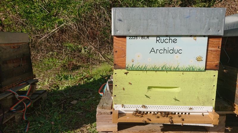 La ruche Archiduc