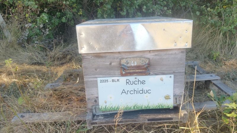 La ruche Archiduc
